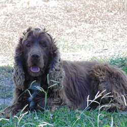 Cadbury - Lewis -Jenny -Designer -Dogs