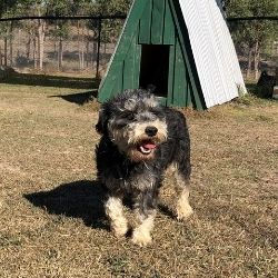 Lewis and jenny designer dogs deals puppy farm