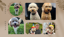 Lewis and Jenny's Designer Dogs - Veronica O'Neill